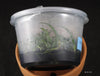 FLASK Bulbophyllum longissimum