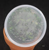 FLASK Bulbophyllum palawanense