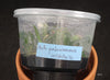 FLASK Bulbophyllum palawanense