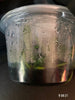 FLASK Aerides houlletiana
