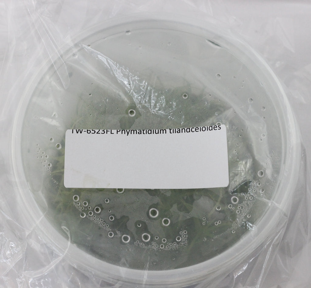 FLASK  Phymatidium tillandsioides