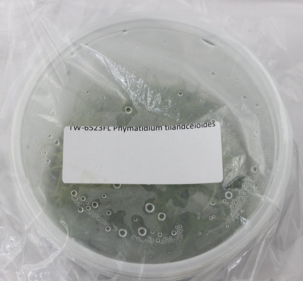 FLASK  Phymatidium tillandsioides