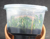 FLASK  Bulb. macrochilum