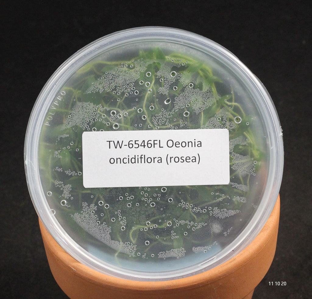 FLASK  Oeonia oncidiflora (rosea)