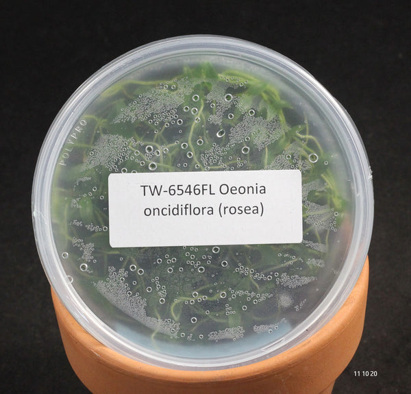 FLASK  Oeonia oncidiflora (rosea)