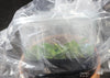 FLASK  Aerangis cryptodon