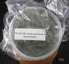 FLASK  Bulbophyllum (siamense x binnendijkii)