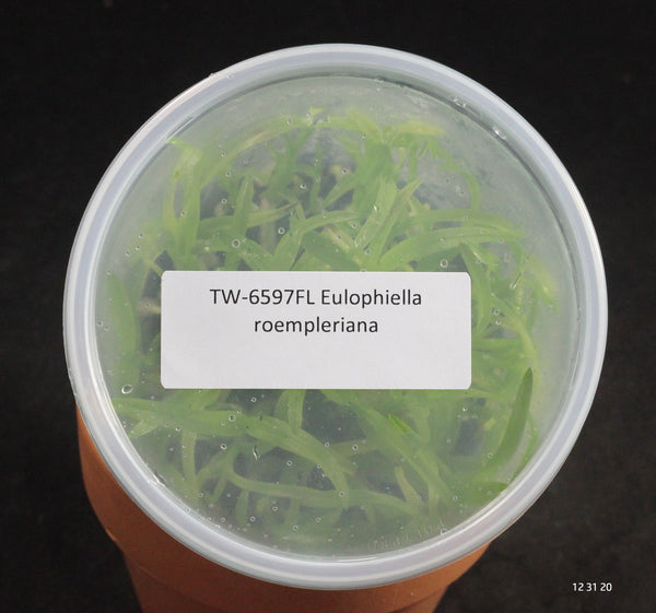 FLASK Eulophiella roempleriana