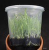 FLASK Eulophiella roempleriana