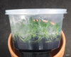 FLASK Oeoniella polystachys
