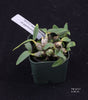 Dendrobium hekouense var giganteum