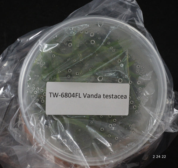 FLASK Vanda testacea