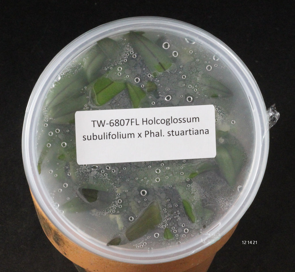FLASK  Holcoglossum subulifolium x Phal. stuartiana