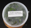 FLASK  Holcoglossum subulifolium x Phal. stuartiana
