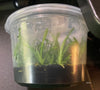 FLASK  Jumellea arachnantha