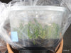 FLASK Bulb. chrysotes