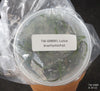 FLASK Luisia brachystachys
