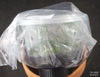 FLASK Luisia brachystachys
