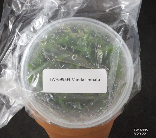 FLASK Vanda limbata