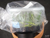 FLASK Vanda limbata