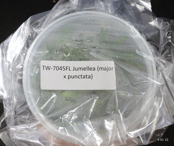 FLASK  Jumellea (major x punctata)