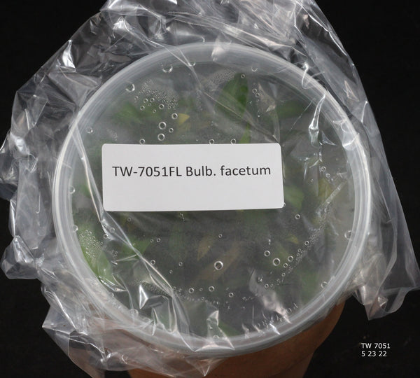 FLASK Bulb. facetum