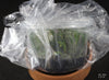 FLASK Bulb. facetum