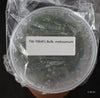 FLASK Bulbophyllum makoyanum