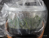 FLASK Bulbophyllum makoyanum