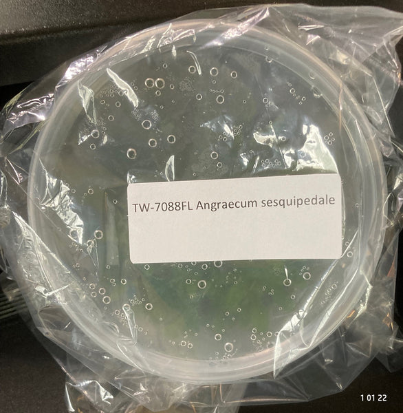 FLASK  Angraecum sesquipedale