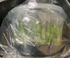 FLASK  Angraecum sesquipedale