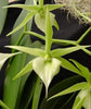 FLASK  Angraecum Veitchii (superbum x sesquipedale)