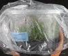 FLASK  Angraecum Veitchii (superbum x sesquipedale)