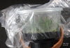 FLASK Angraecum dryadum