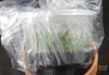 FLASK Jumellea neglecta