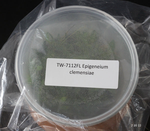 FLASK Epigeneium clemensiae