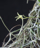Dendrophylax barrettiae