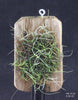 Dendrophylax barrettiae