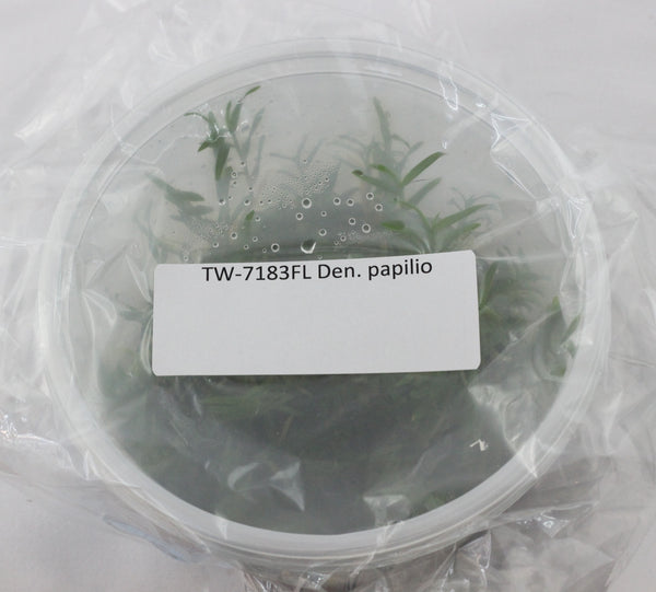 FLASK Dendrobium papilio