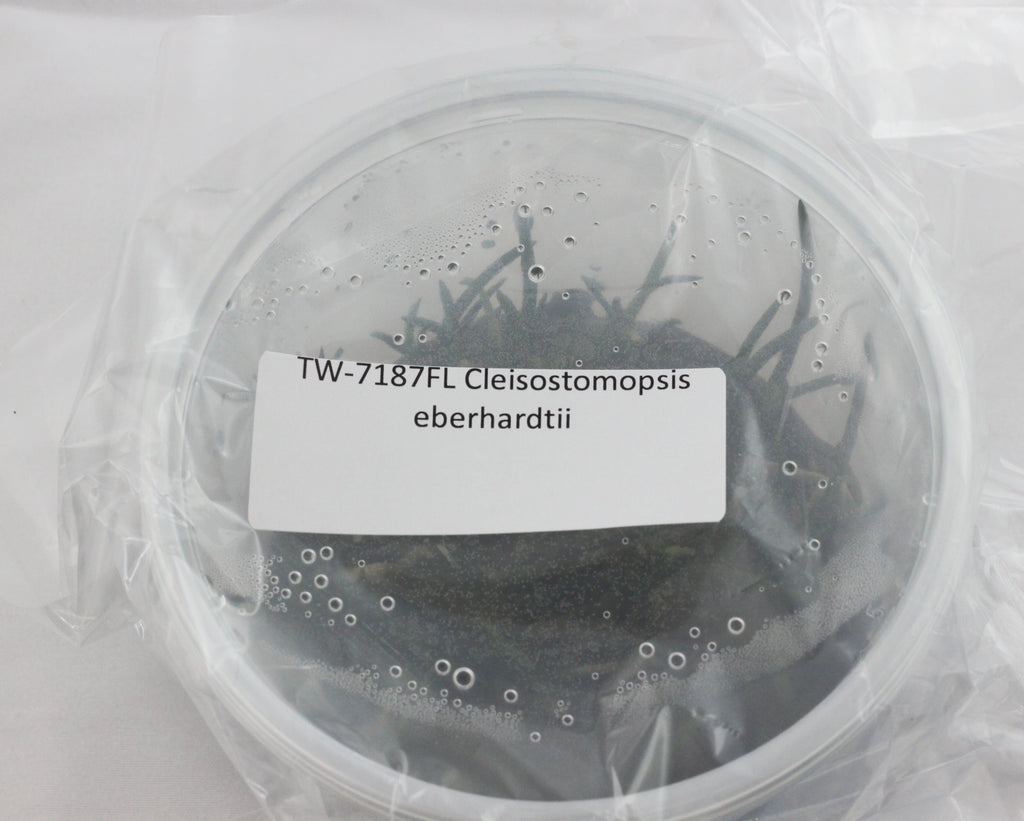 FLASK  Cleisostomopsis eberhardtii