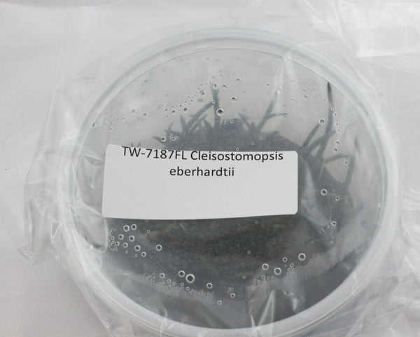 FLASK  Cleisostomopsis eberhardtii