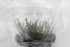 FLASK  Cleisostomopsis eberhardtii