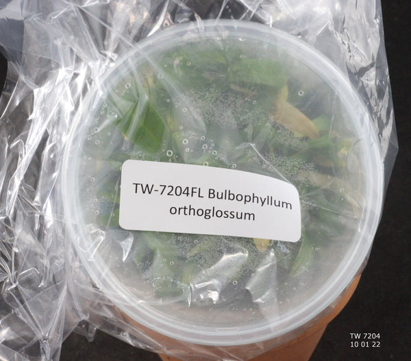 FLASK Bulbophyllum orthoglossum