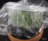 FLASK Bulbophyllum orthoglossum