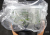 FLASK Bulbophyllum lasianthum