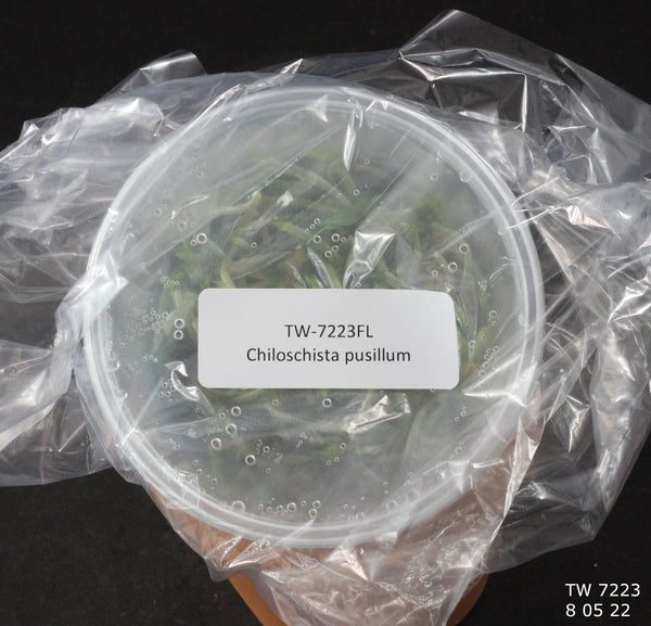 FLASK Chiloschista pusillum