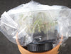 FLASK  Anoectochilus chapaensis (burmannicus)