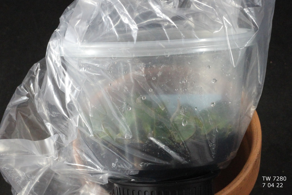 FLASK Aerangis monantha