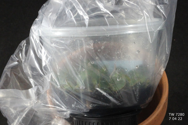 FLASK Aerangis monantha