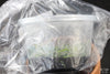 FLASK  Chiloschista viridiflava fma alba